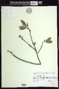 Salix myricoides image