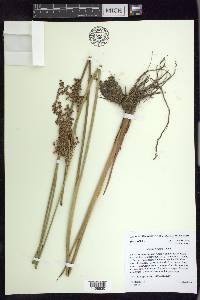 Juncus nodatus image