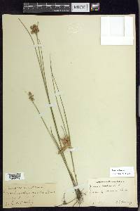 Juncus nodosus image