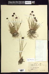 Juncus mertensianus image