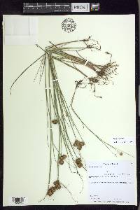 Juncus nodosus image