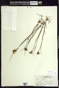 Juncus nodosus image