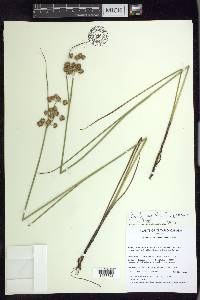 Juncus nodosus image