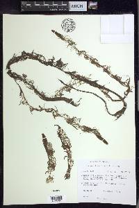 Myriophyllum farwellii image