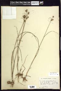 Juncus scirpoides image