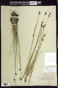 Juncus ensifolius var. montanus image