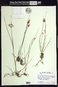 Juncus nodosus image