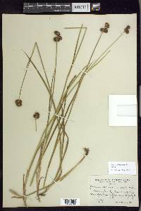 Juncus ensifolius var. montanus image