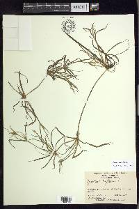 Juncus repens image