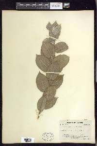 Salix cordata image