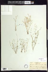 Juncus bufonius var. bufonius image