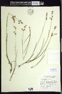 Juncus brevicaudatus image