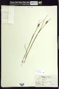 Juncus nodosus image