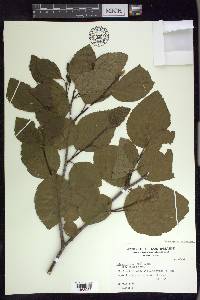 Alnus viridis image