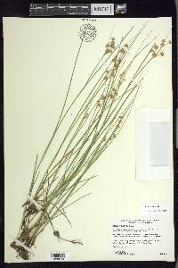 Juncus nodosus image