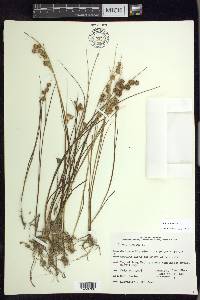 Juncus nodosus image