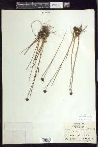 Juncus mertensianus image