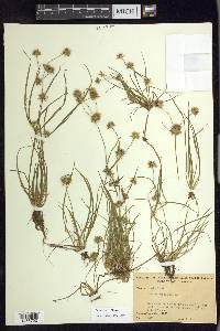 Juncus repens image