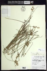 Juncus nodosus image