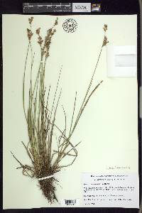 Juncus brevicaudatus image