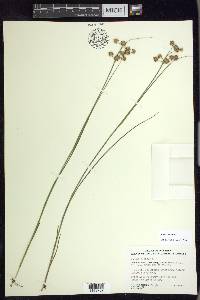 Juncus nodosus image