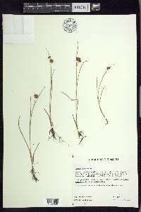 Juncus nodosus image