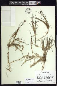 Juncus nevadensis image