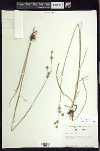 Juncus scirpoides image