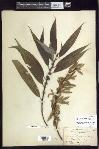 Salix lasiandra image