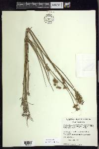 Juncus nodosus image