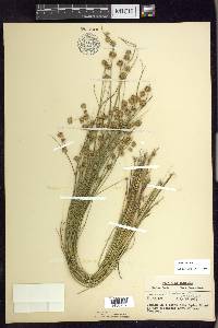 Juncus nodosus image