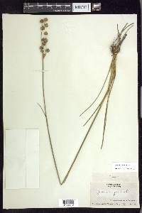 Juncus scirpoides image