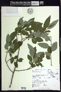 Salix pyrolifolia image