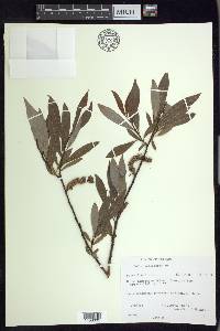 Salix petiolaris image