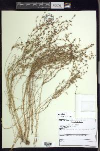 Juncus bufonius var. bufonius image