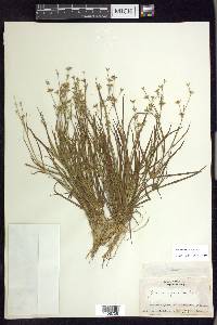 Juncus repens image