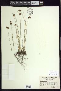 Juncus nevadensis image