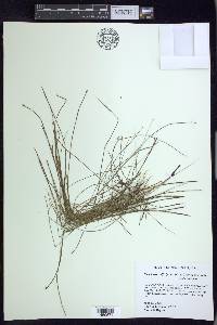 Eleocharis wolfii image