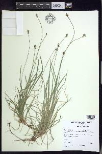 Carex peckii image