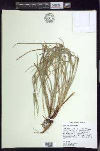 Carex planispicata image