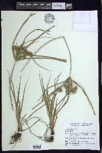 Cyperus elegans image