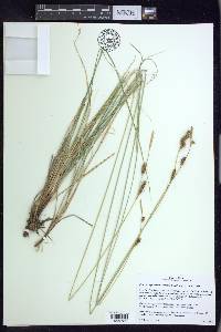 Carex holmgreniorum image