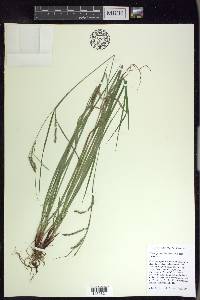 Carex cyrtostachya image