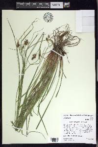 Carex caroliniana image