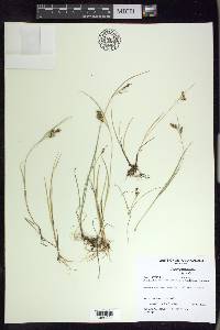 Carex bicolor image