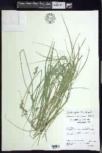 Carex normalis image