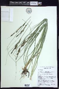 Carex kelloggii image