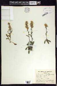 Solidago hispida image