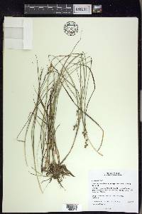 Carex echinata image