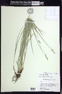 Carex normalis image